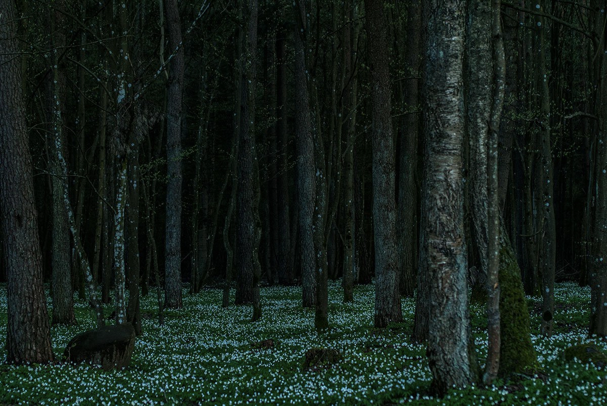 landscape-photography-bialowieza-forest-spring-in-poland