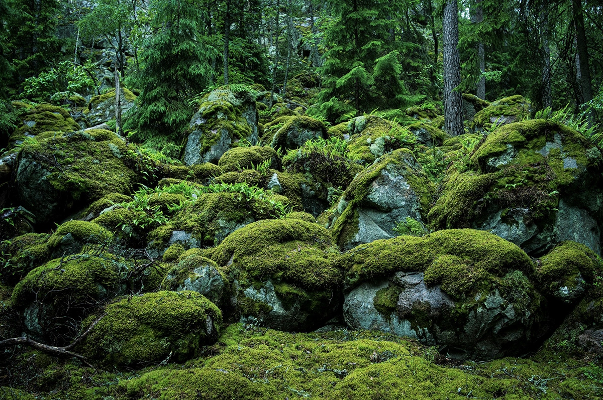 landscape-photography-swedish-woods-rocky-forest-greenery